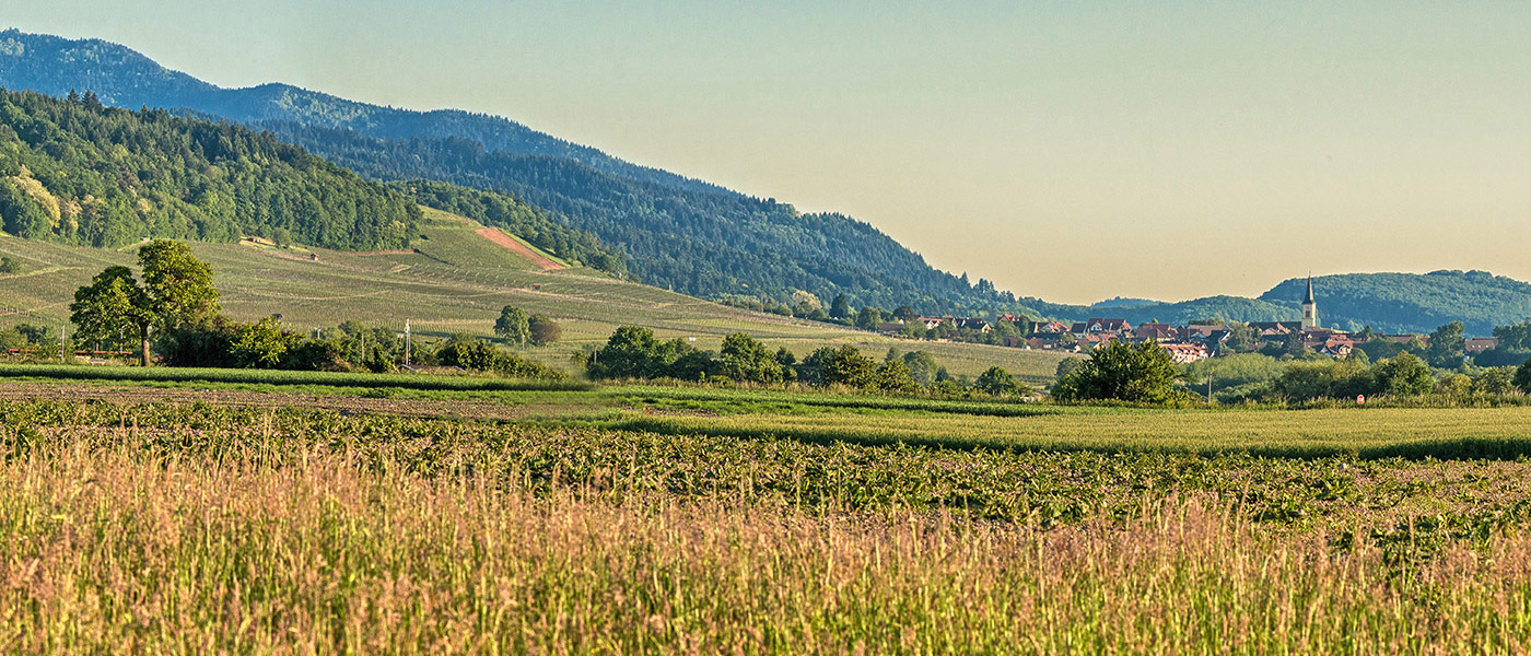 Blick über das Markgräflerland