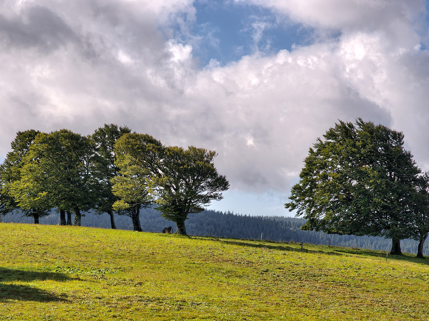 Wandern im Schwarzwald