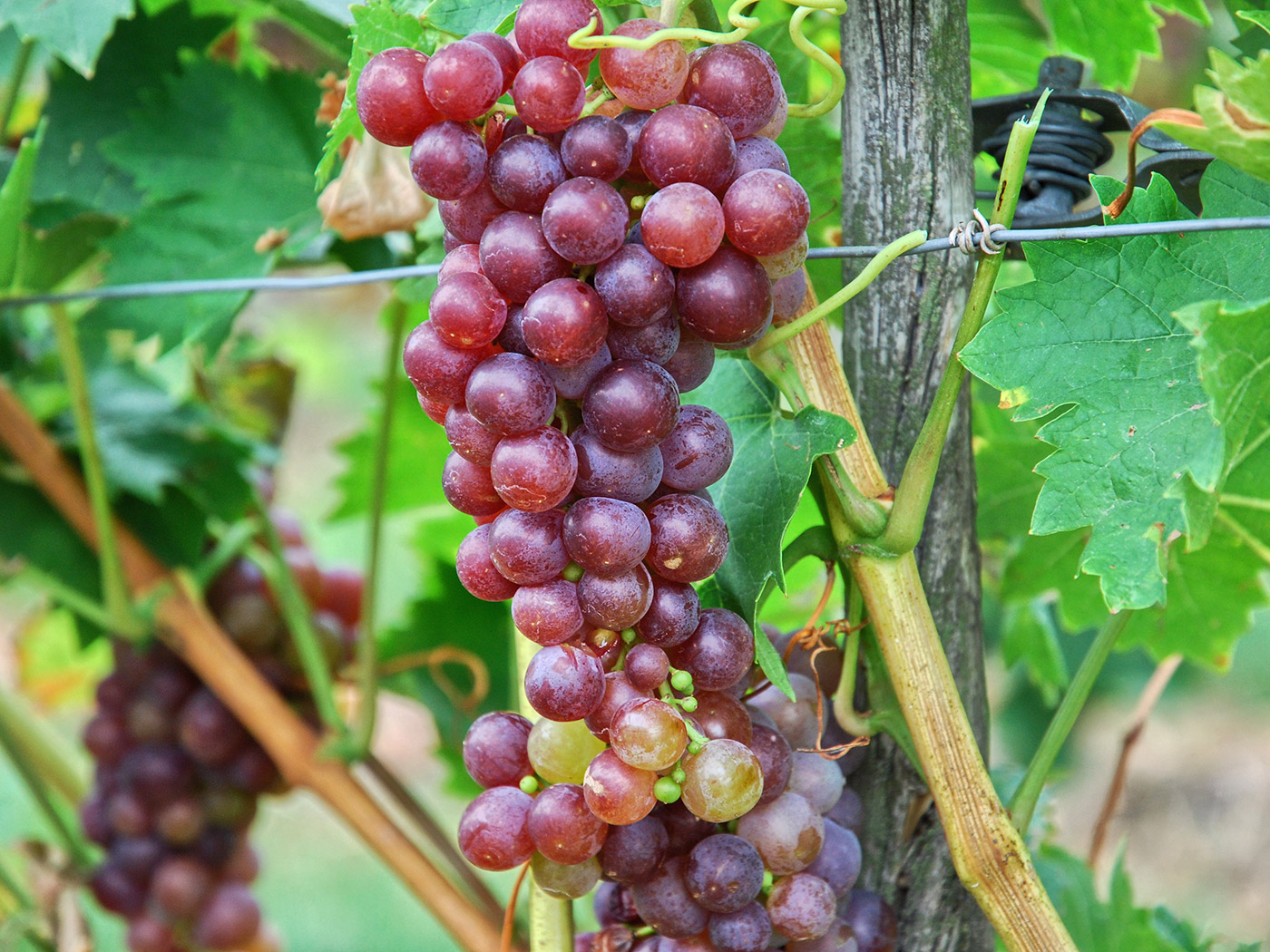 Weinberge im Markgräflerland